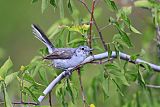 Black-capped Gnatcatcherborder=